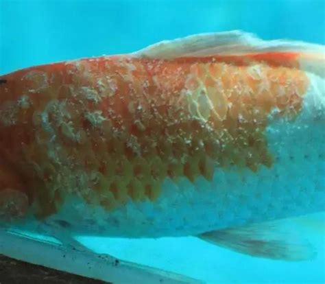 錦鯉魚病 風水影響健康